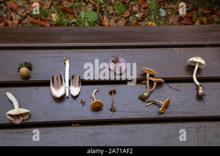 Divers champignons forestiers sont disposés sur la table. Banque D'Images
