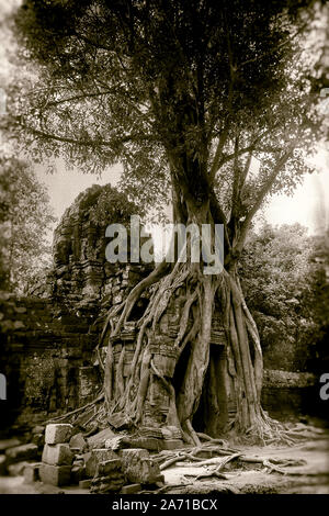 Cambodge, Angkor, Ta Som temple jungle : un arbre dans la jungle de Ta Som temple en zone archéologique d'Angkor. Banque D'Images