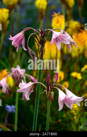 Crinum x powellii Roseum,swamp lily,fleurs,fleurs,fleurs,fleur,rose,fleur,offres,la fin de l'été,lampe, fleurs vivaces,RM Banque D'Images