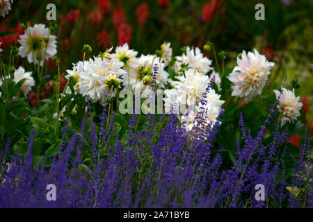 Dahlia café au lait,perovskia atriplicifolia little spire, bleu,blanc,fleurs,fleurs,fleurs,mix plantation mixte,régime de vivaces Floral,RM Banque D'Images