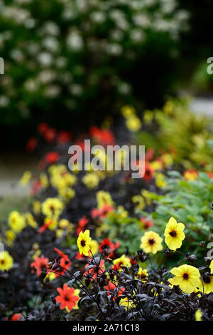 Dahlia Mystic Illusion,jaune,Dahlia Mystic Enchantment, rouge,single,dahlias literie literie,fleur,affichage,fleurs,fleurs,Fleurs RM Banque D'Images