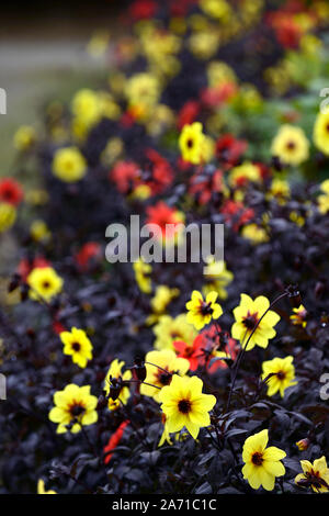 Dahlia Mystic Illusion,jaune,Dahlia Mystic Enchantment, rouge,single,dahlias literie literie,fleur,affichage,fleurs,fleurs,Fleurs RM Banque D'Images