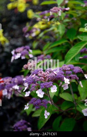 L'Hydrangea aspera,rose,rose,violet, hortensias, fleurs,fleurs,fleurs, fleurs RM Banque D'Images