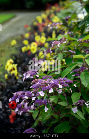 L'Hydrangea aspera,rose,rose,violet, hortensias, fleurs,fleurs,fleurs, fleurs RM Banque D'Images