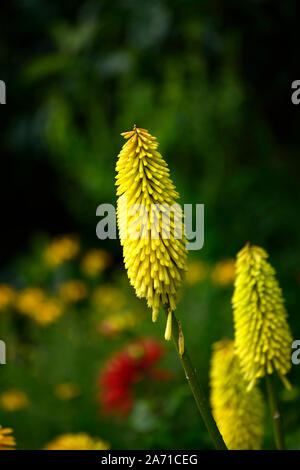 Kniphofia abeilles torche,citron lily,red hot,poker,jaune,fleur tubulaire,fleurs,fleurs floral RM Banque D'Images