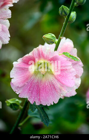 Alcea rosea rose trémière,rose, fleur, fleurs, plantes vivaces,Chalet jardin, fleurs,RM Banque D'Images