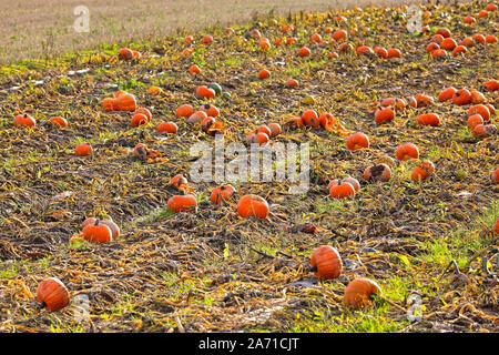 Les citrouilles poussent sur un champ sur un jour froid de début octobre dans le sud de la Finlande. Profondeur de champ. Banque D'Images