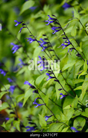 Salvia guaranitica Noir et métier à tisser,violet,sauge,sauge,sauge,fleurs,fleurs,Floraison,tendre,vivace,lit,bordure,affichage,été,RM Floral Banque D'Images