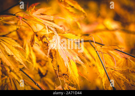 Close up of les feuilles jaunes sur un Acer arbre tel qu'il affiche ses belles couleurs d'automne Banque D'Images
