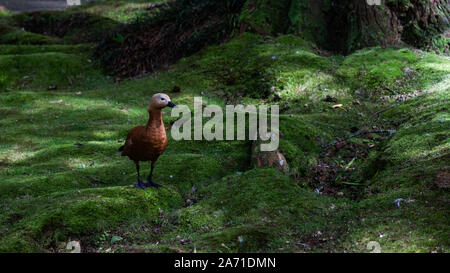 Une photo d'un tadorne marche sur un terrain moussu. Banque D'Images