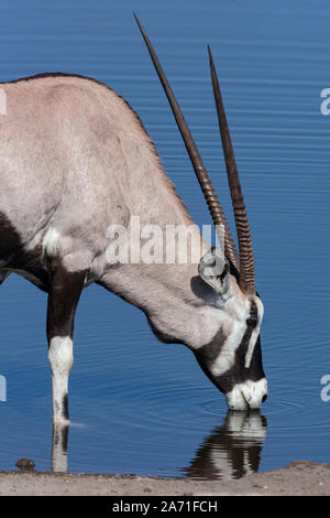 Gemsbok (Oryx gazella) boire à un étang dans Etosha National Park dans le nord de la Namibie, l'Afrique. Banque D'Images