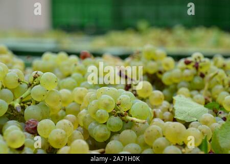 Fraîchement cueilli le raisin blanc Chardonnay organique par la rosée dans un vignoble en Australie Banque D'Images