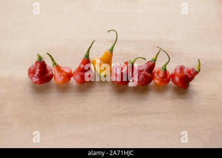 Lanterne Rouge Poivre australien Capsicum chinense peu raccord droit en caoutchouc dans une rangée Banque D'Images