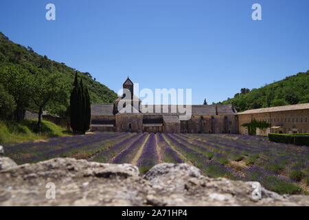 Abbaye de Sénanque avec champs de fleurs de lavande en face en Provence, Sud France pendant l'été avec ciel bleu Banque D'Images