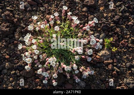 Mer (Silene uniflora Roth), pousse sur des sols de lave noire, Péninsule de Snæfellsnes, à l'ouest de l'Islande, Islande Banque D'Images