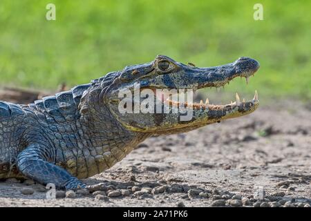 Caïman à lunettes (Caiman crocodilus yacare), animal portrait, side view, Pantanal, Mato Grosso, Brésil Banque D'Images