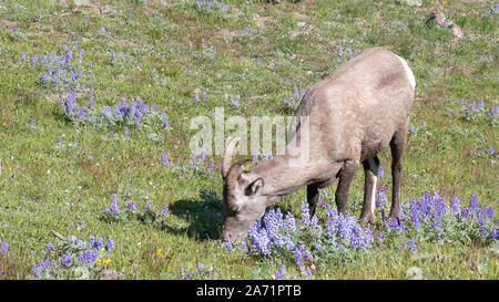 Un high angle shot de mouflons d'un pâturage sur mt Washburn, dans le parc national de Yellowstone Banque D'Images