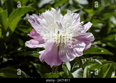 Paeonia lactiflora pivoine chinois, Banque D'Images