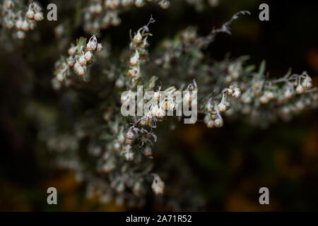 Absinthe plante en automne sur fond sombre Banque D'Images