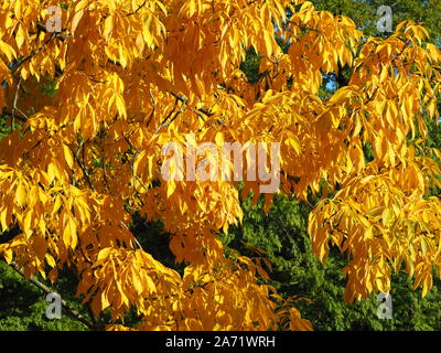 Beau feuillage jaune vif de l'arbre le caryer (Carya ovata), dans un parc, Angleterre Nord Yorkshire Banque D'Images