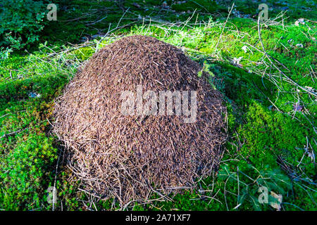 La fourmilière de fourmis Formica forêt rouge Banque D'Images