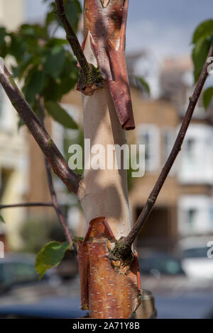 Peeling écorce d'un jeune Rouge de Chine (Betula albosinensis 'Fascination') rue arbre, Londres Banque D'Images