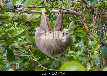 Hoffman's Deux-toed Sloth (Choloepus Hoffmanni) dans la nature, des forêts du Costa Rica, en Amérique latine Banque D'Images