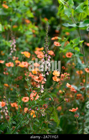 Peachy Linaria linaire,fleurs,pêche jaune,tiges à fleurs,spires,snapdragon,Floral RM Banque D'Images