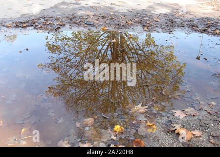 En raison de l'arbre dans une flaque d'eau boueuse avec feuilles d'érable de l'automne Banque D'Images