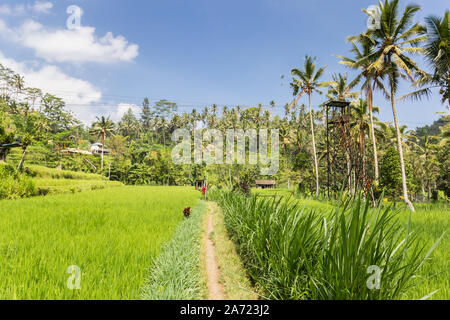 Champ de riz à la rivière Telaga Waja en Bali, Indonésie Banque D'Images