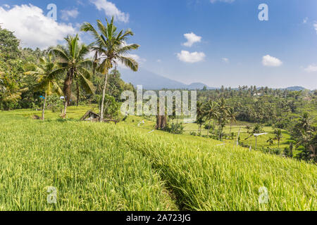 Palmiers dans un champ de riz sur l'île de Bali, Indonésie Banque D'Images