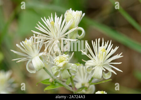 Travellers Joy - Clematis vitalba haie climber Banque D'Images