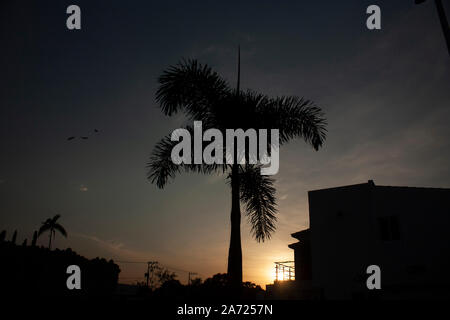 Silhouettes dans paysage de ville, parmi les palmiers et les maisons et les oiseaux le coucher du soleil au coucher du soleil Banque D'Images
