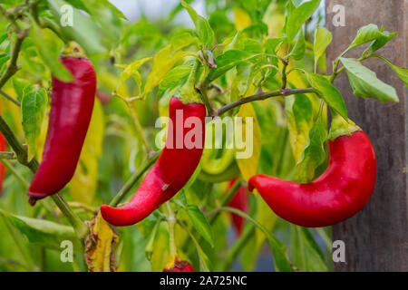 Piment jalapeño frais sur la plante Banque D'Images