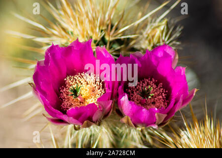 Hérisson rose, Cactus Echinocereus fendleri, Blooms - fleurs rose vert avec des épines de cactus avec Portrait de la stigmatisation Banque D'Images