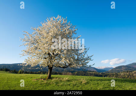 Saisons de floraison de la floraison des cerisiers, seul cerisier sur prairie sous des montagnes Banque D'Images