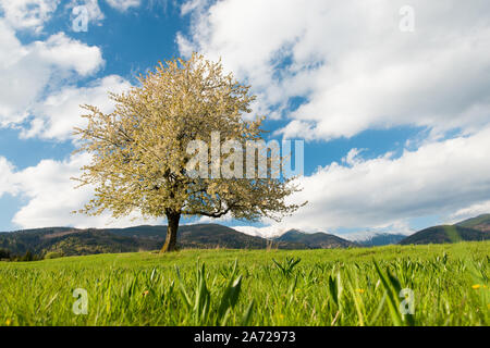 Saisons de floraison de la floraison des cerisiers, seul cerisier sur prairie sous des montagnes Banque D'Images