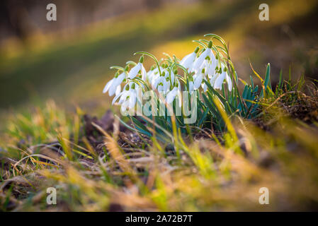 Snowdrop, la première fleurs du printemps Banque D'Images