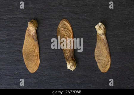 Groupe de trois ailes brun entier achène samara en flatlay sur pierre gris ligne Banque D'Images