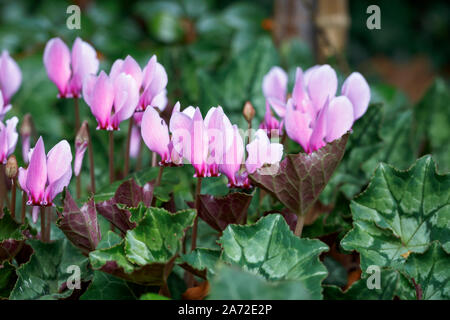 Rose délicat à pourpre plante vivace à feuilles de lierre à fleurs d'automne, le cyclamen cyclamen, hererifolium en fleur au début de l'hiver Banque D'Images