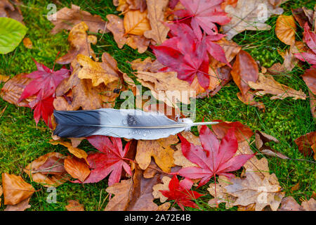 Une plume de pigeon en bois avec des gouttelettes d'eau se trouve entre les feuilles tombées d'un chêne (Quercus robur) et d'un érable rouge sur l'herbe Banque D'Images