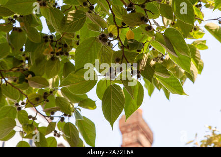 Mûrier à papier (Broussonetia papyrifera) Arbre de rue, 76200 London SE21 Banque D'Images