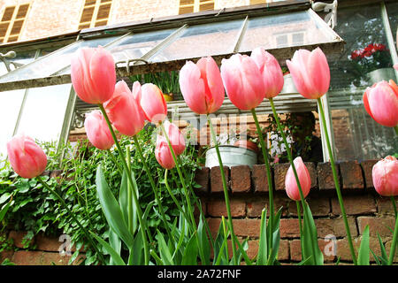 Pralormo, Piémont, Italie. Messer Tulipano avec exposition de jardinage en fleurs tulipes au printemps au Château de Pralormo. Banque D'Images