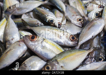 Japonais, sériole Yellowtail, Seriola quinqueradiata thazards, carangues, maquereau, yellowstripe scad obèse, hamachi, thon frais poissons crus gros plan Banque D'Images