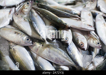 Japonais, sériole Yellowtail, Seriola quinqueradiata thazards, carangues, maquereau, yellowstripe scad obèse, hamachi, thon frais poissons crus gros plan Banque D'Images