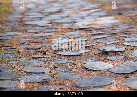 Route forestière faite avec les souches d'arbre. Chemin naturel dans le parc libre. L'orange et le jaune les aiguilles des conifères sur le terrain. Automne fond d'écran Banque D'Images