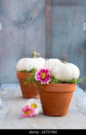 White baby boo citrouilles dans un pot en céramique et dahlia rose fleurs Banque D'Images