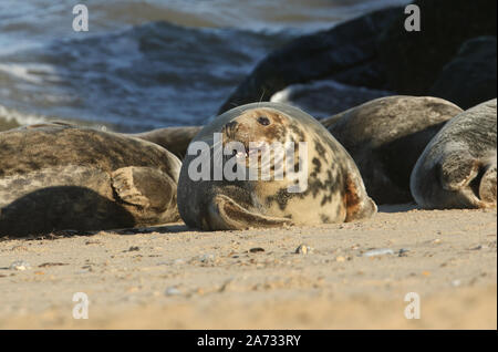 Une colonie de phoques gris, Halichoerus grypus, détente sur la plage pendant la saison de reproduction. Banque D'Images