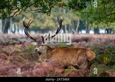 Londres, Royaume-Uni. 27 Oct 2019. Tôt le matin les chevreuils se promener dans le parc de Richmond, où plus de 600 cerfs errent librement. Crédit : Guy Josse/Alamy Live News Banque D'Images