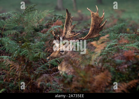 Londres, Royaume-Uni. 27 Oct 2019. Tôt le matin les chevreuils se promener dans le parc de Richmond, où plus de 600 cerfs errent librement. Crédit : Guy Josse/Alamy Live News Banque D'Images